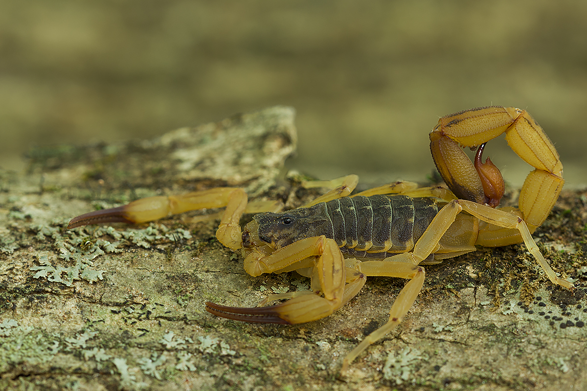 Escorpião-amarelo