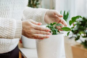 Este-fertilizante-caseiro-será-um-presente-para-suas-plantas!-00-27-09-23