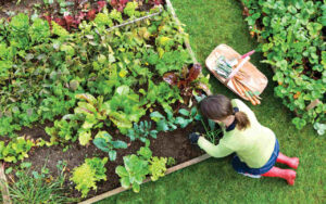 Este-fertilizante-caseiro-será-um-presente-para-suas-plantas!-02-27-09-23