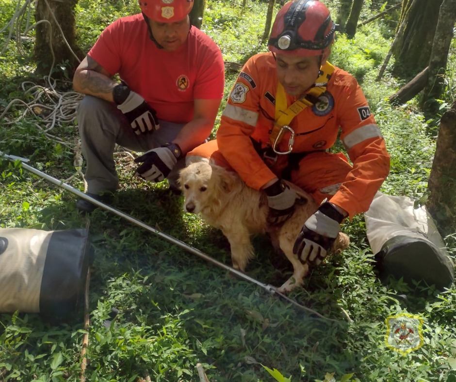 Cão