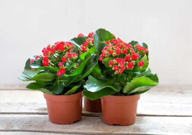 Flor-da-Fortuna Kalanchoe blossfeldiana
