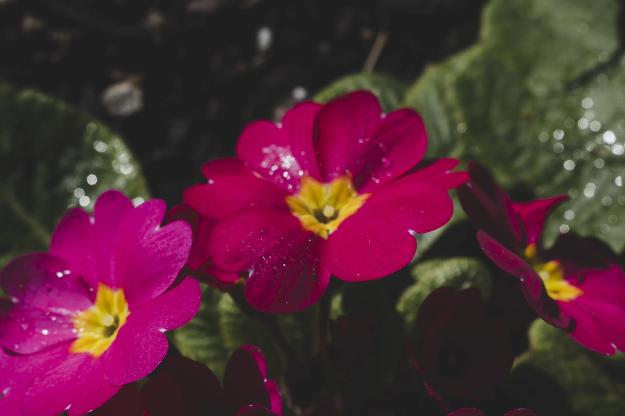 O que fazer quando suas plantas não florescem