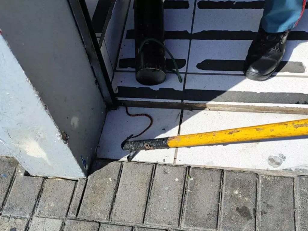 Cobra