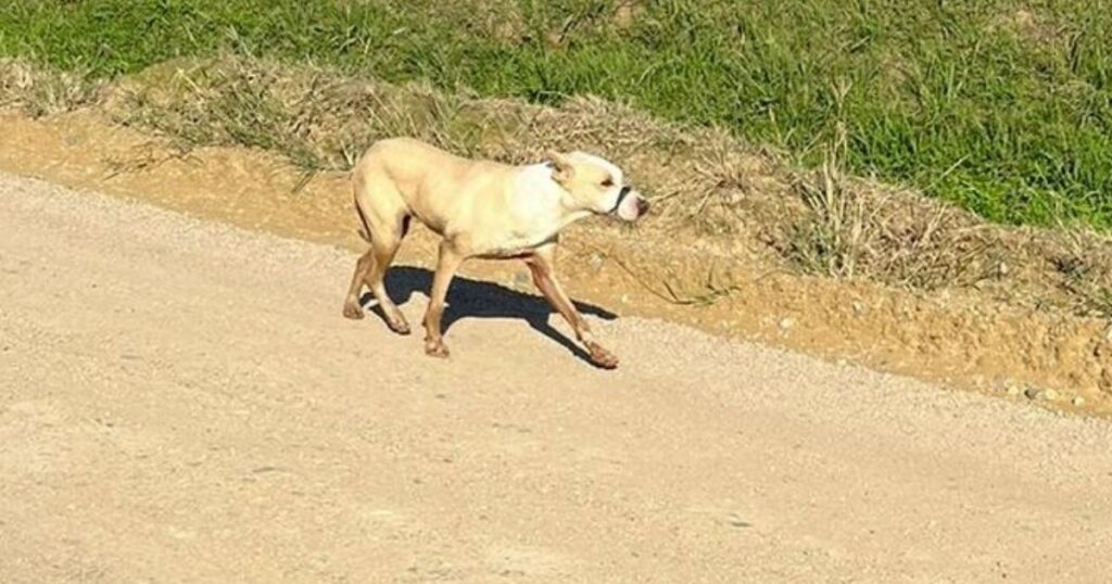 Cão