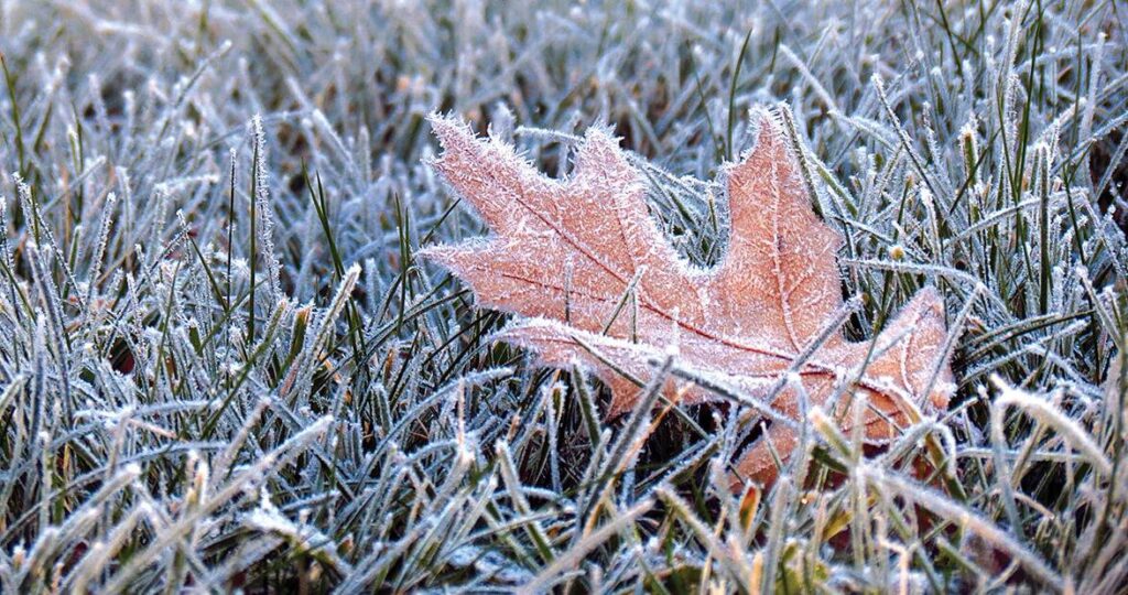 Frio