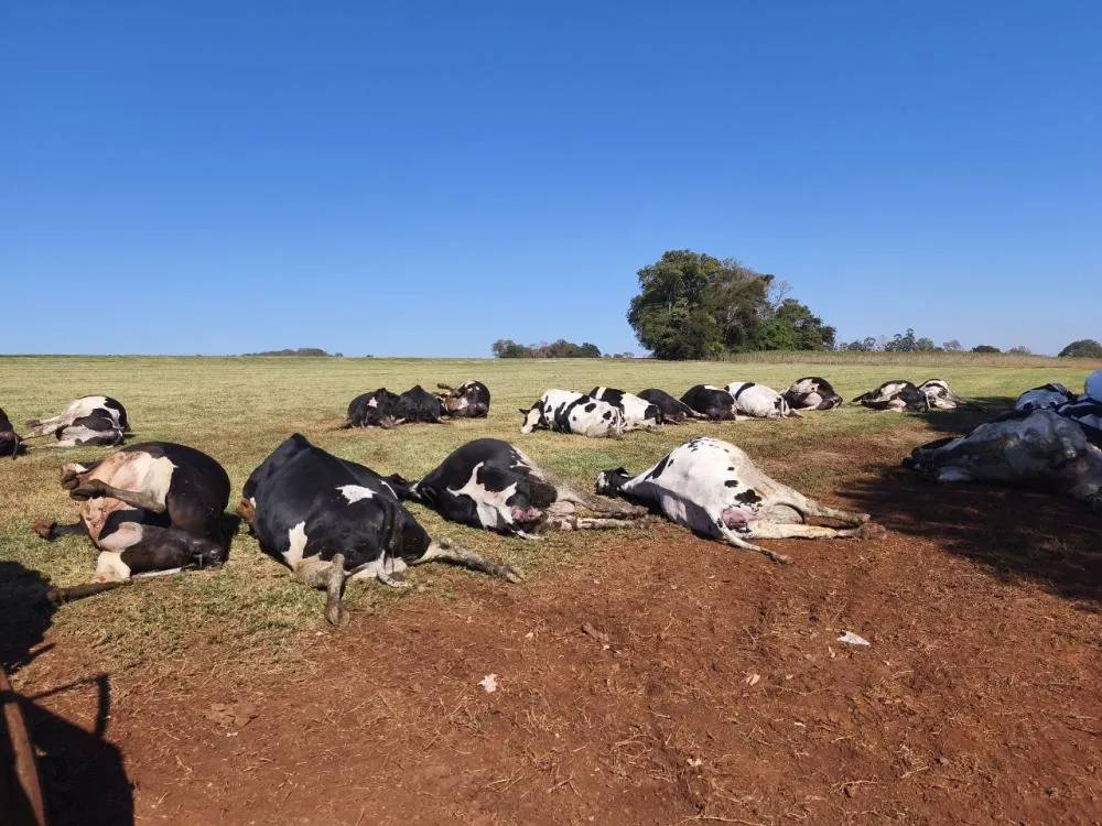 Vacas