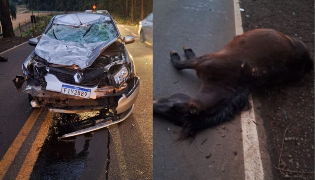 Cavalo