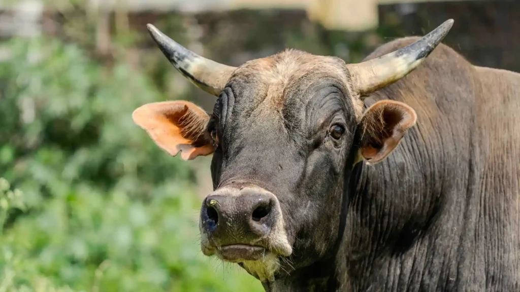 Agricultor