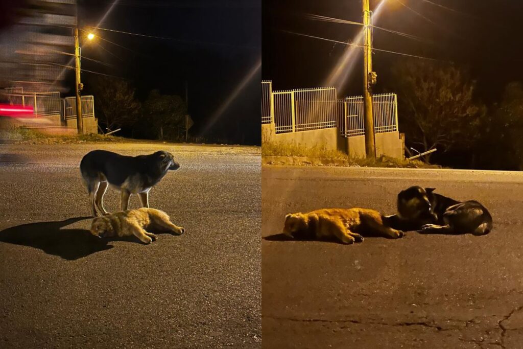 Cão