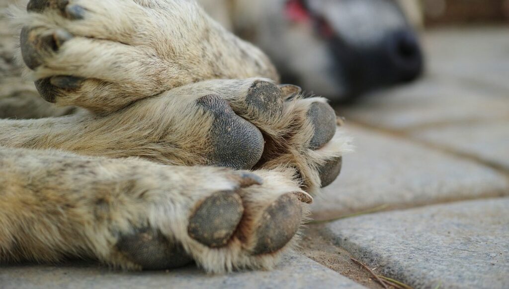 Cão