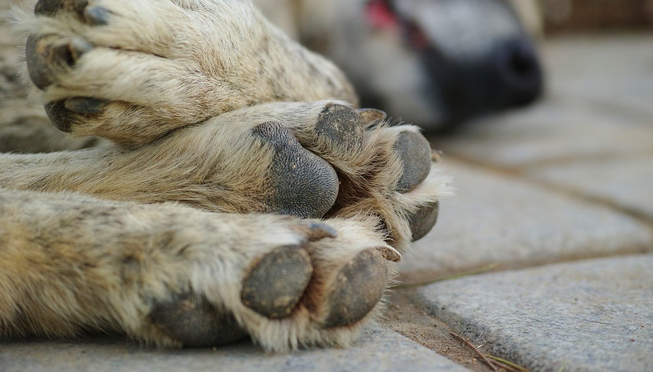 Cão