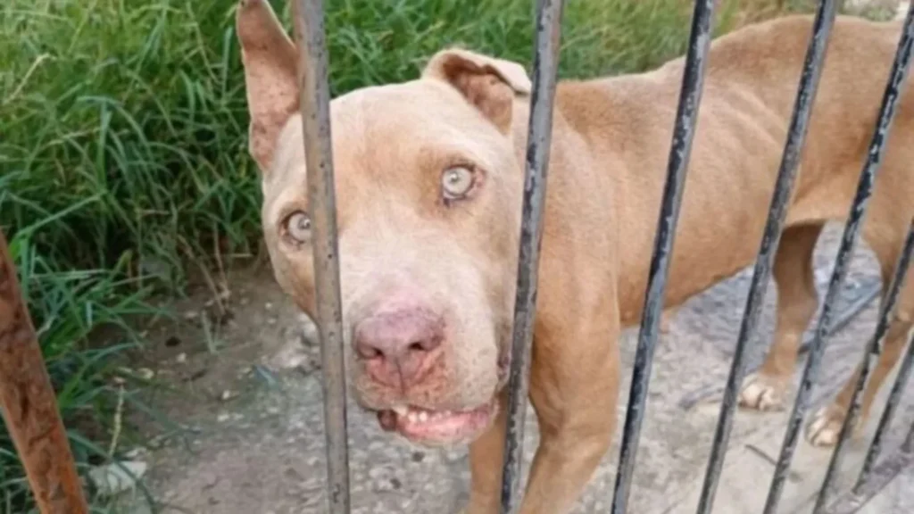 Pitbulls